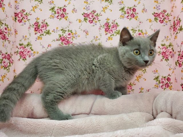 シャルトリュー