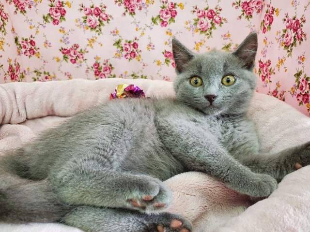 シャルトリュー