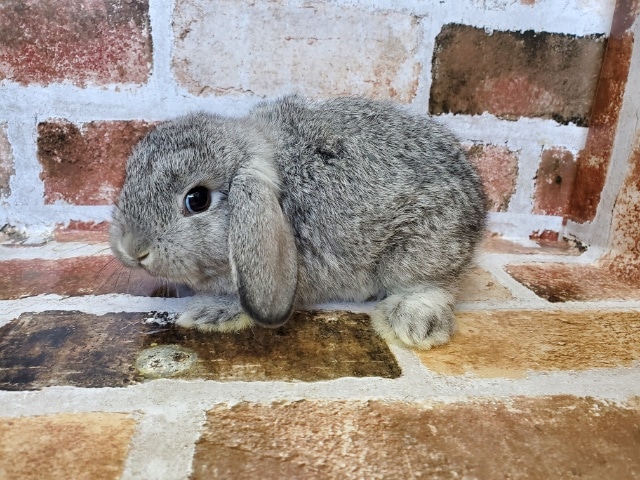 ロップイヤーラビット