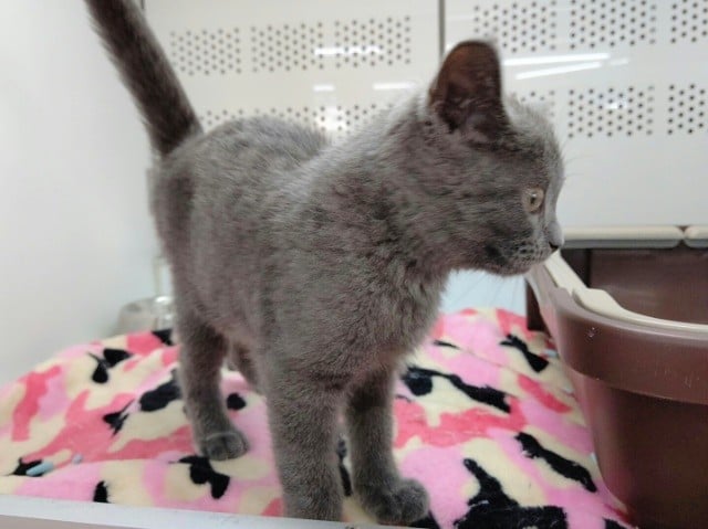 ブリティッシュショートヘア