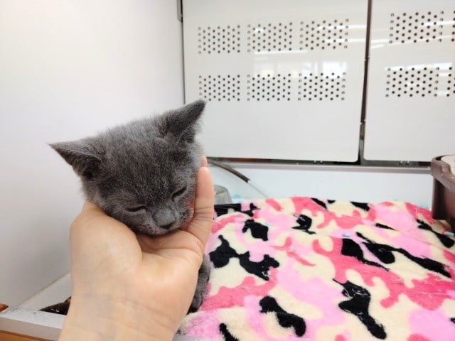 ブリティッシュショートヘア