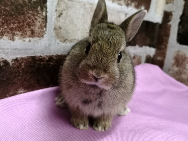 ネザーランドドワーフ