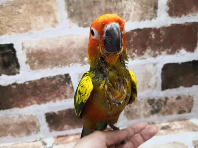 コガネメキシコインコ