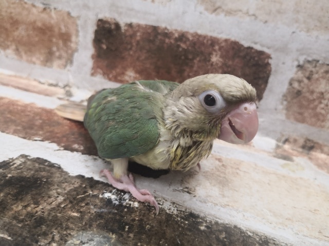ホオミドリウロコインコ