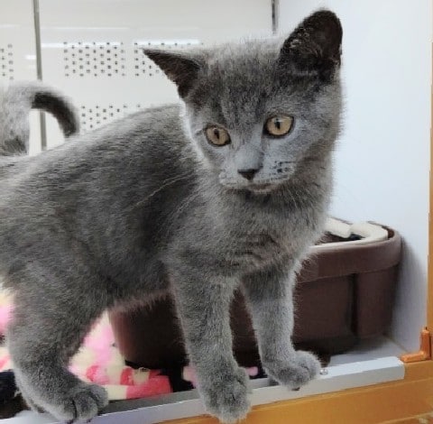 ブリティッシュショートヘア