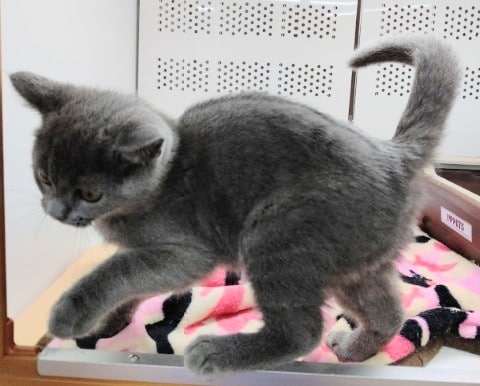 ブリティッシュショートヘア