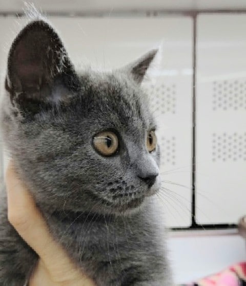 ブリティッシュショートヘア