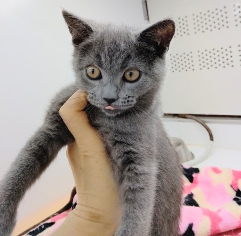 ブリティッシュショートヘア