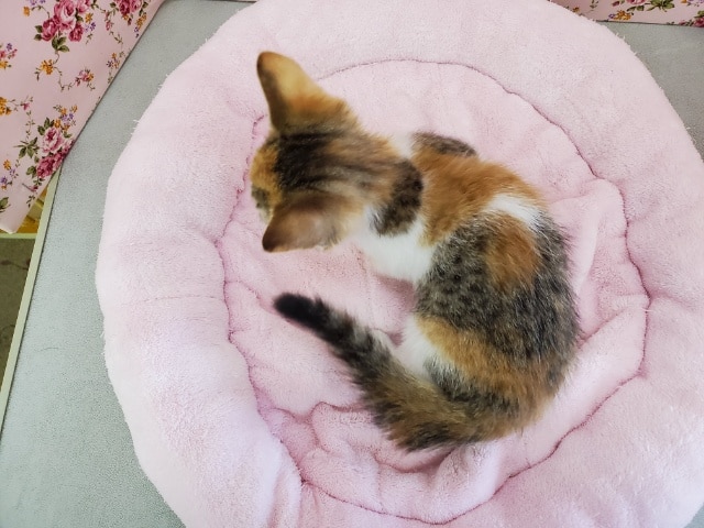 最新画像更新☆極短‼目が大きなマンチカン♪ マンチカン