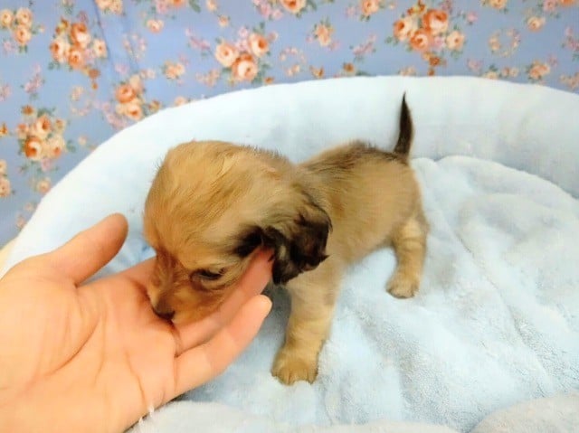 ちまっと!カニンヘンダックス♪ カニンヘンダックス