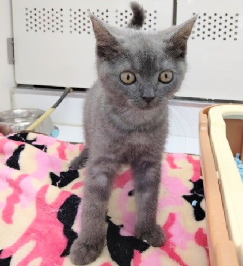 ブリティッシュショートヘア