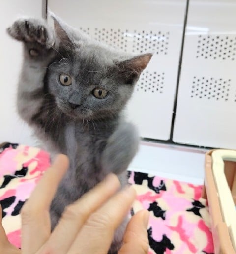 ブリティッシュショートヘア