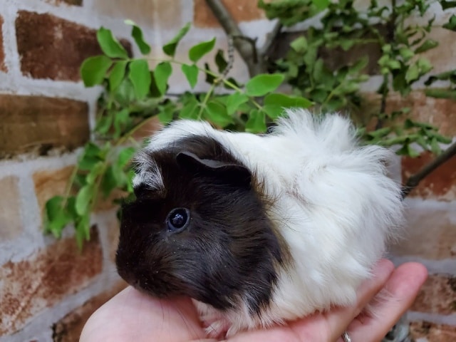 巻き毛モルモット♪白黒…茶! アビシニアンモルモット