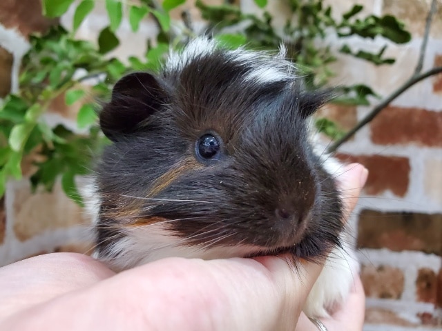 巻き毛モルモット♪白黒…茶! アビシニアンモルモット
