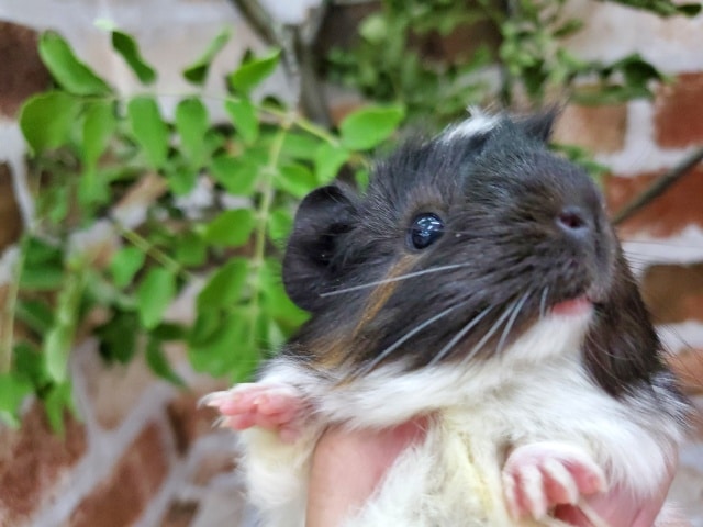 巻き毛モルモット♪白黒…茶! アビシニアンモルモット