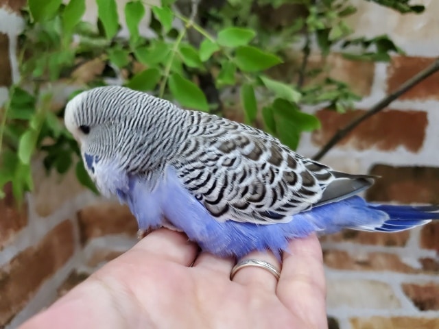 ジャンボセキセイインコ