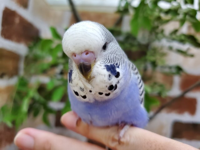 並ジャンボセキセイインコー!!!!! ジャンボセキセイインコ