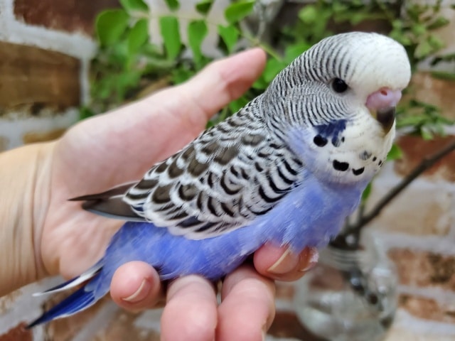 ジャンボセキセイインコ