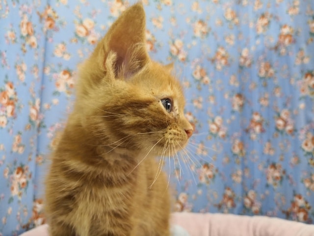 アメリカンショートヘア