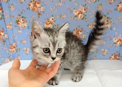 スコティッシュフォールド