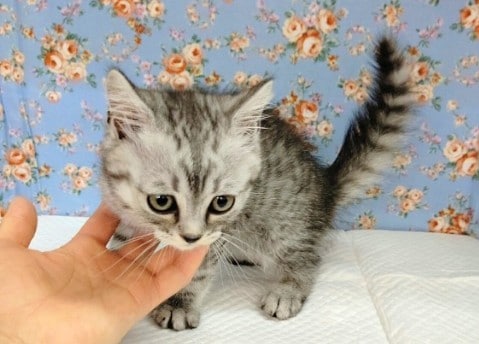 スコティッシュフォールド