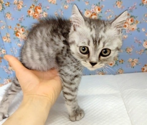 スコティッシュフォールド