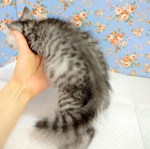 スコティッシュフォールド