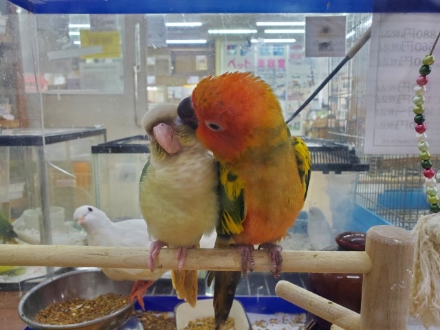 コガネメキシコインコ