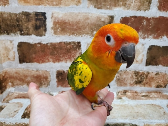 コガネメキシコインコ