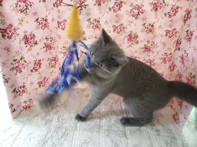 シャルトリュー