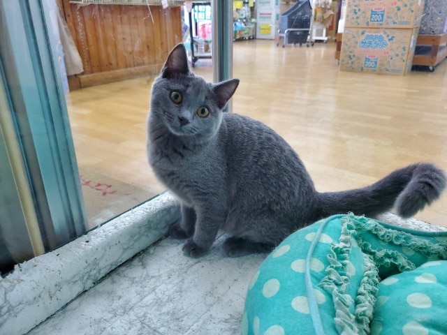 シャルトリュー