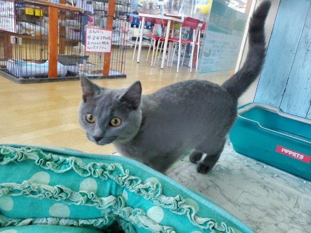 シャルトリュー