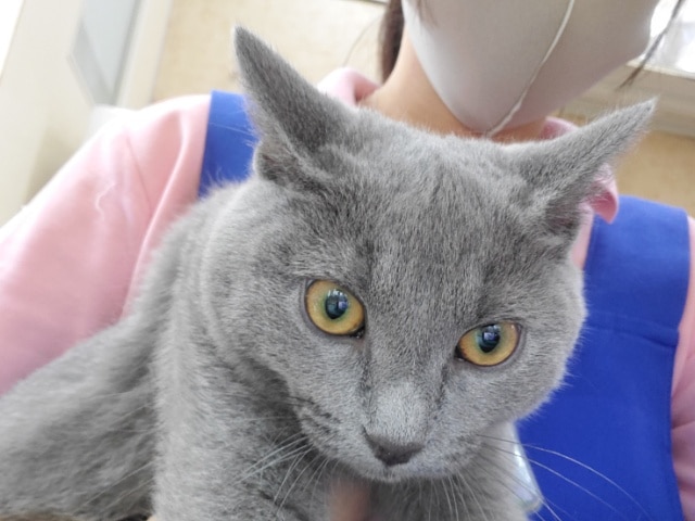 シャルトリュー