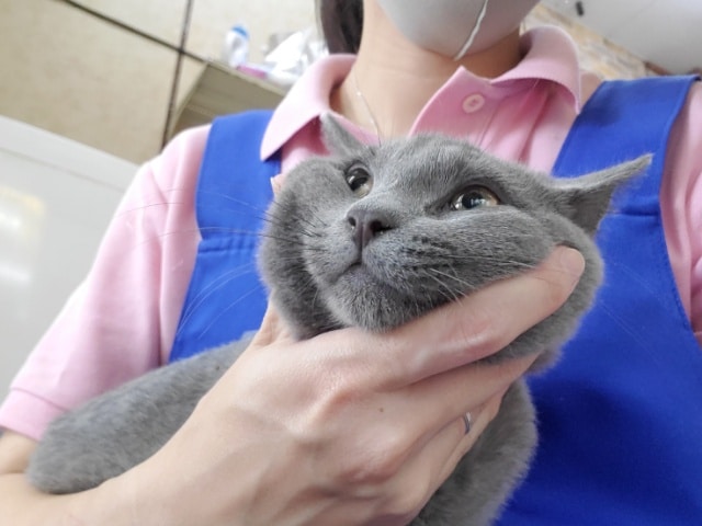 シャルトリュー