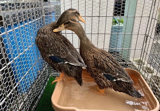 合鴨（アイガモ）