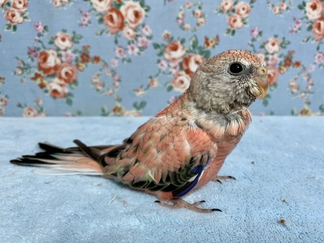 アキクサインコ（秋草インコ）