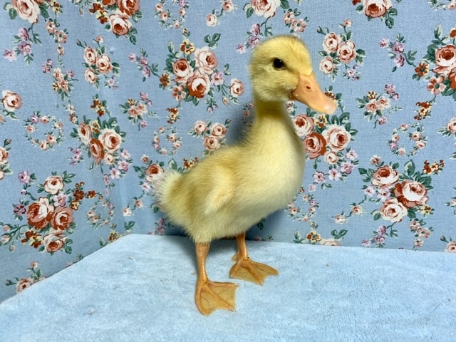 アヒル ヒヨコ 6月2日 アヒル