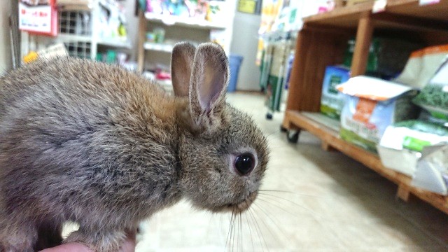 ネザーランドドワーフ