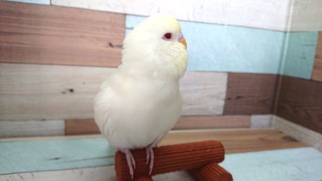 ジャンボセキセイインコ