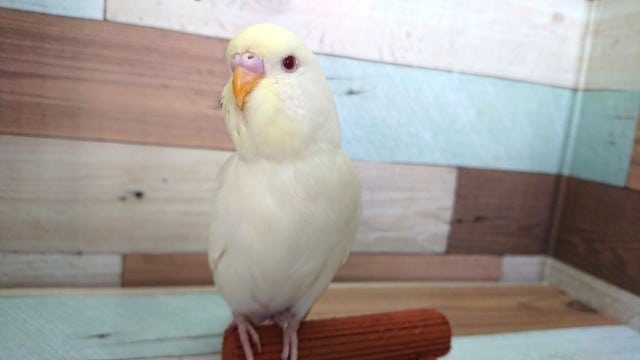 ジャンボセキセイインコ