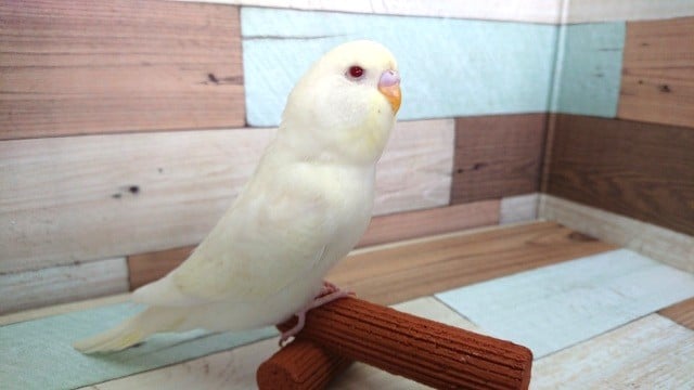 ジャンボセキセイインコ