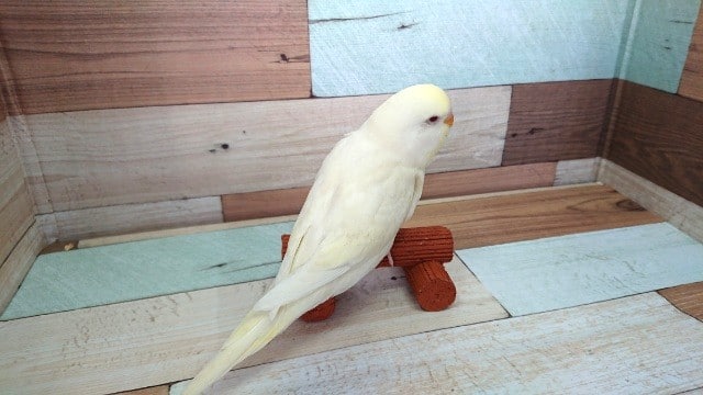 立派です!ジャンボセキセイインコ(クリーム)!! ジャンボセキセイインコ