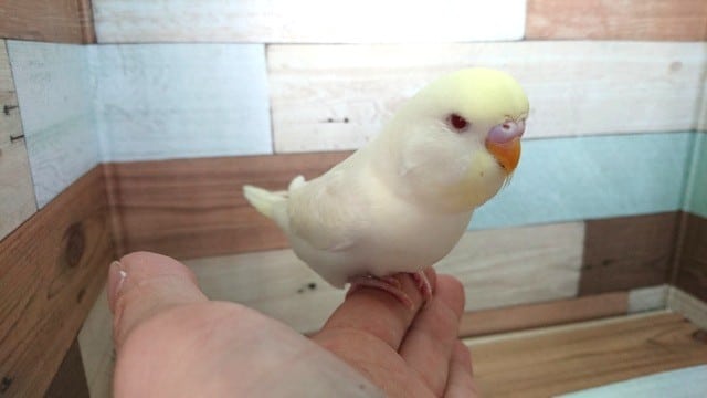 ジャンボセキセイインコ