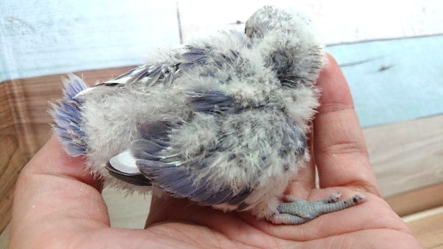 コザクラインコ（小桜インコ）