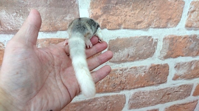 フクロモモンガ