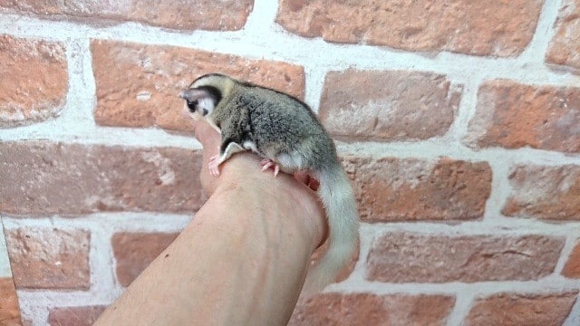 フクロモモンガ