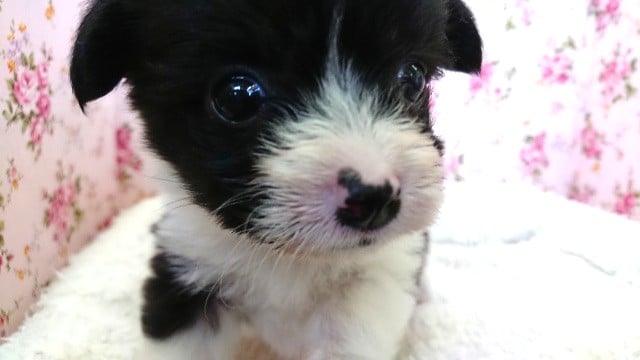 動画有り!寝言言います。。MIXわんこ(ビションxコーギー) 愛称が不明