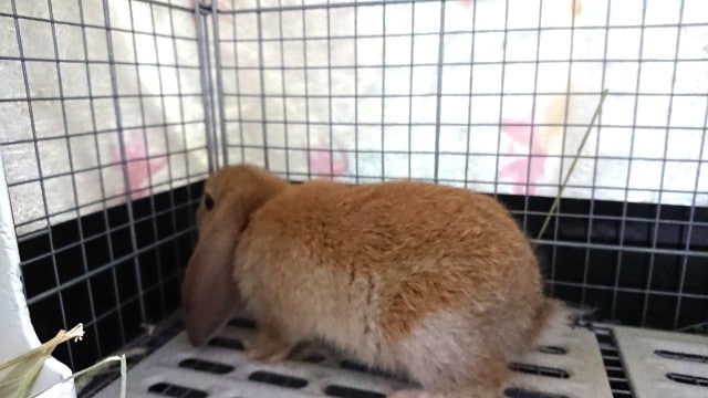 ロップイヤーラビット