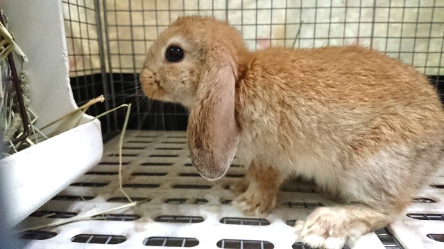 ロップイヤーラビット