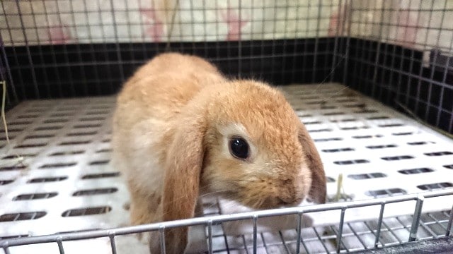 ロップイヤーラビット